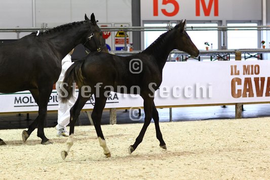 PRINCESS LIESA_MILANO_2010_SS3_7435.jpg